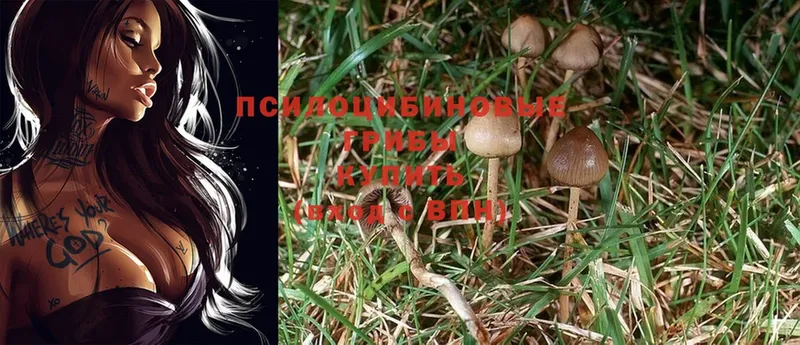 Галлюциногенные грибы Psilocybe  Выкса 